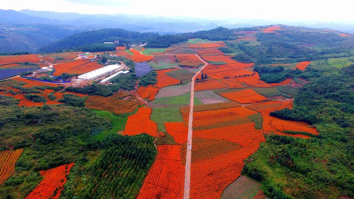 近年来,云南省曲靖市师宗县坚持示范引领,持续推进产业融合发展,助力