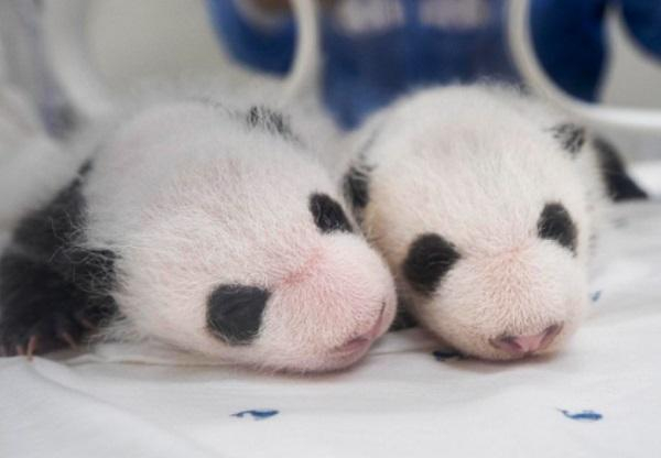 这是8月6日在位于韩国京畿道龙仁市的爱宝乐园里拍摄的大熊猫双胞胎幼崽。图源：新华社