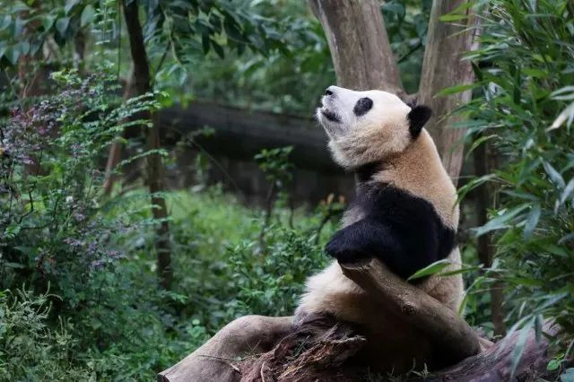 ▲成都大熊猫繁育研究基地的“熊猫网红”花花 （图源：新华社 陈居伟 摄）