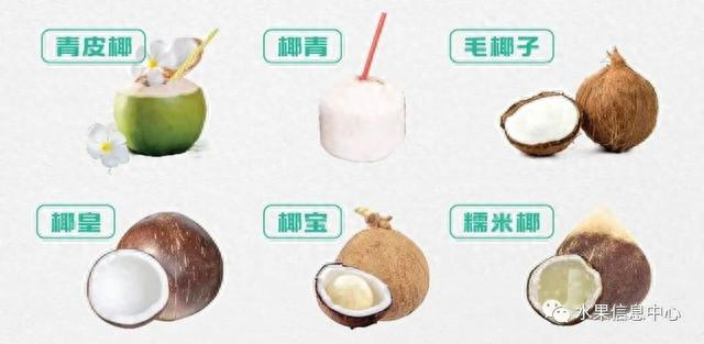 椰青、椰皇、易开椰、椰妃、烤椰等,究竟区别在哪里?|椰子|烧烤|泰国|海南|椰肉_新浪新闻