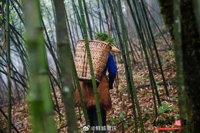 金佛山的方竹笋开采啦!