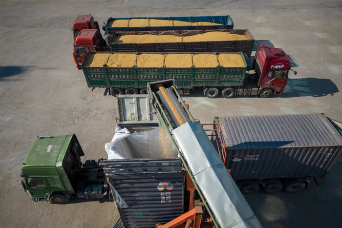 黑龙江省大豆装入铁路货运集装箱 张涛 摄