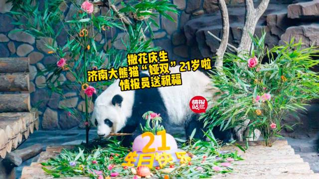 撒花庆生济南大熊猫娅双21岁生日快乐