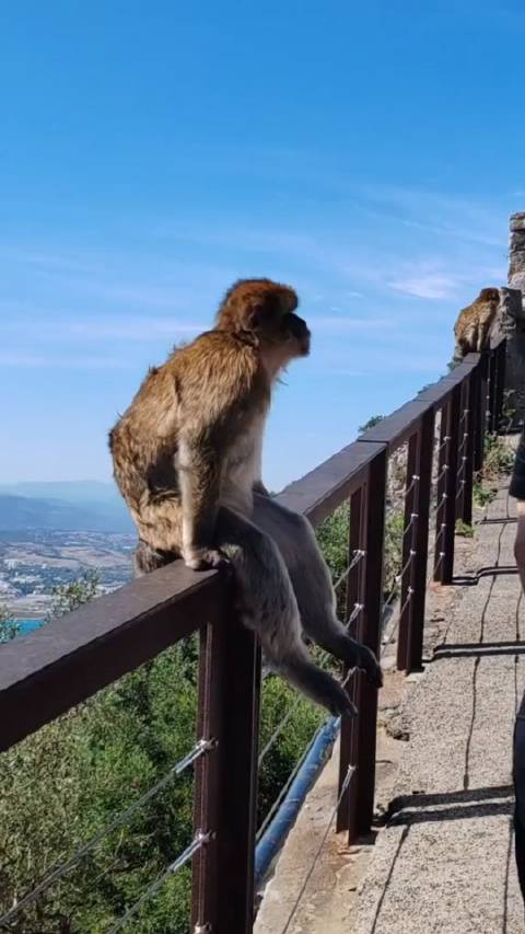 直布罗陀的猴子 还是比较友善的 比峨眉山的要强