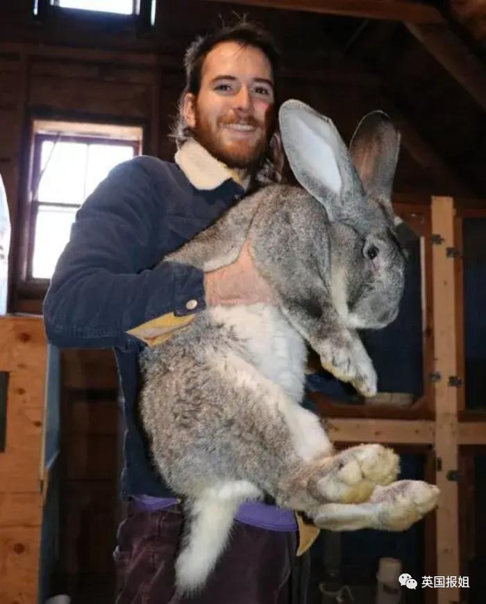 巨型花明兔多少钱一只图片