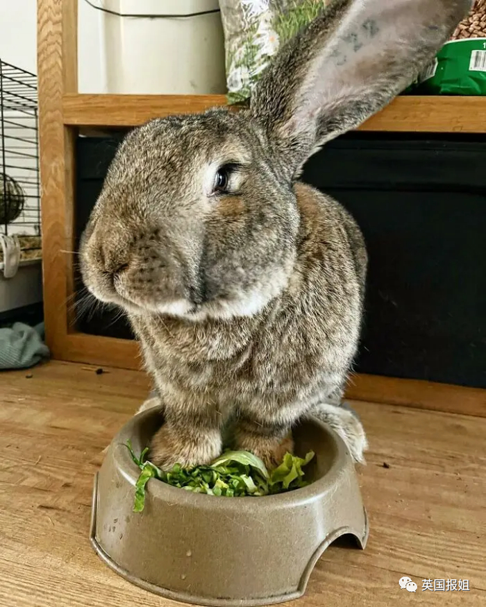 可是,如果真的给巨型花明兔投喂了太多食物,这种兔兔又会很快发胖