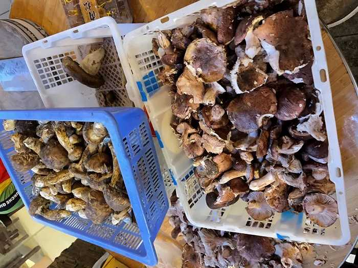 马尔康街头随处可见的菌子摊 图片来源：时代财经 张汀雯/摄