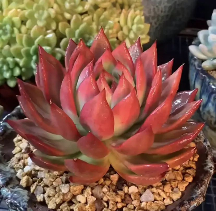 多肉惊鸿仙子,普通的价格,高价的颜值,新手必买品种!