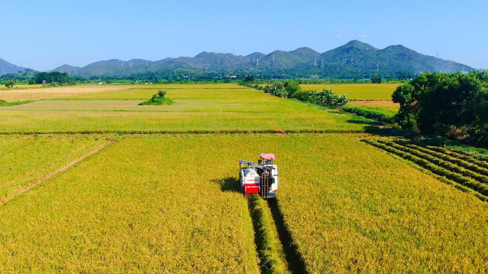 汕尾海丰县可塘镇:产镇融合推动"好米"迈向"名米"|汕尾市_新浪新闻