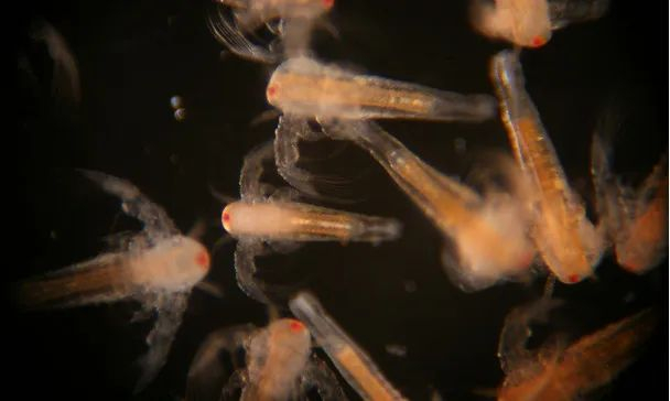 丰年虾（Artemia nauplii）。图片来源：Matthias Wiesensee