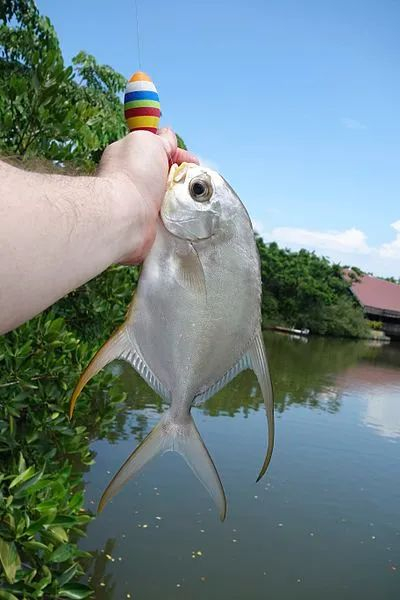 金鲳鱼（Trachinotus blochii）。图片来源：wikimedia