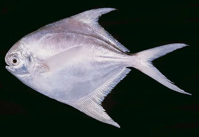 银鲳的上嘴唇动不了（图片来源：FishBase.se）