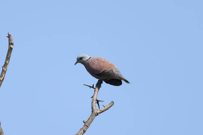 2023年成都市夏季鸟类多样性调查结果发布13目98种鸟类来公园城市度夏