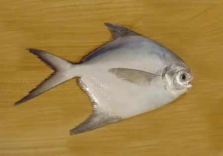 华鲳（Pampus chinensis）和银鲳十分相似。图片来源：FishBase.se