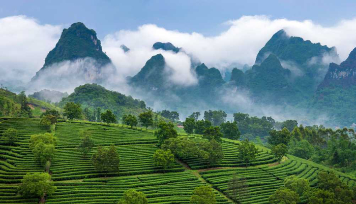 图为 英德茶园风光