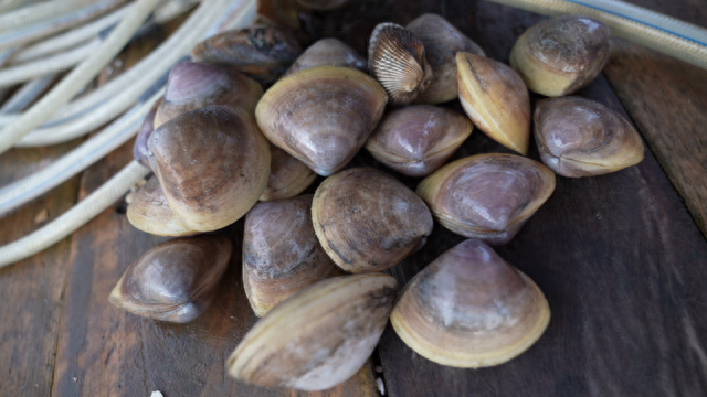 记者了解到,目前,从南海的北部湾,到浙江三门湾,沿途直到渤海湾,大连