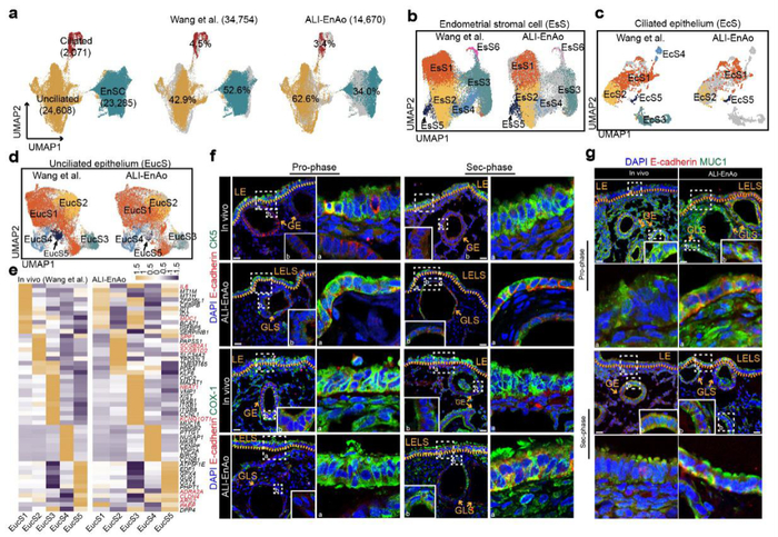 新创建类器官具有与体内子宫内膜相似的基因表达和结构。