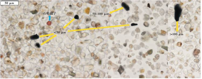 图20 显微镜下的炭屑、石松孢子