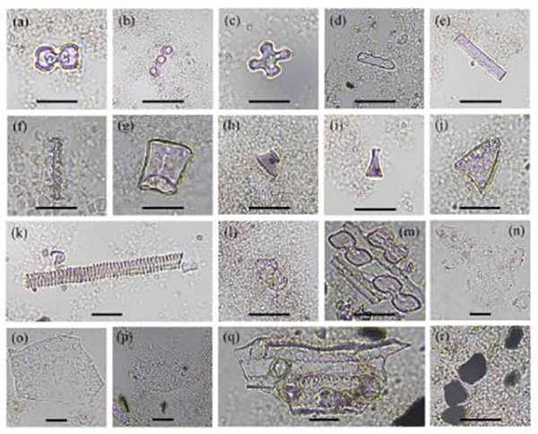 图17 陕西西头遗址窖穴H154和H394样品中提取的植硅体及炭屑
