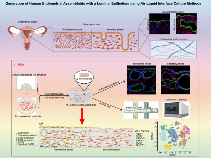 用气液界面培养方法构建具有腔上皮的人子宫内膜类器官。