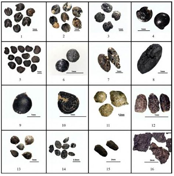 图15 郑州地区仰韶文化遗址考古调查出土炭化植物遗存