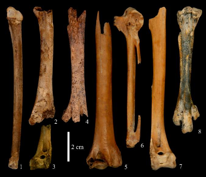 图24 浙江田螺山遗址出土鹅遗存