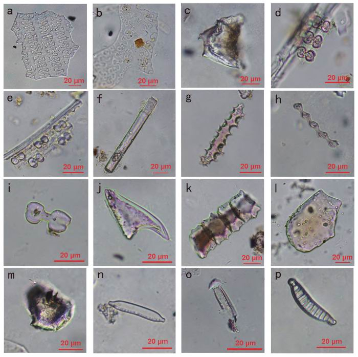 图16 河南汪沟遗址常见植硅体类型和硅藻化石