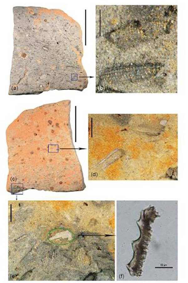 图13 江苏韩井遗址H135①出土陶片中的植物印痕和植硅体