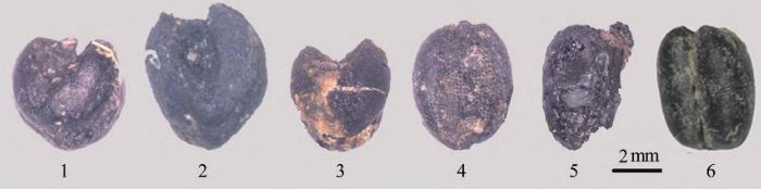图14 河南鹿台遗址新石器时代晚期的农作物遗存