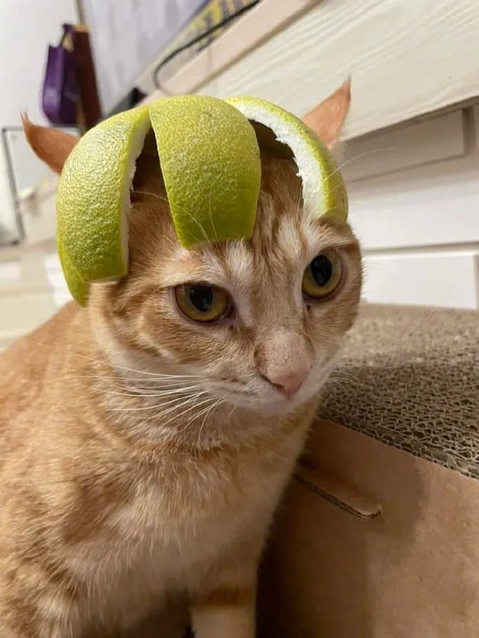 猫|柚子皮|帽子_新浪新闻