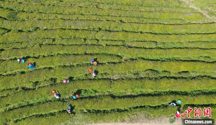 在韩国全罗南道宝城郡一处茶田中，茶农忙着采摘绿茶。视觉中国供图