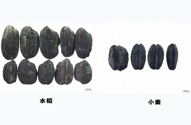 古城村遗址内出土的水稻和小麦。（云南省文物考古研究所供图）