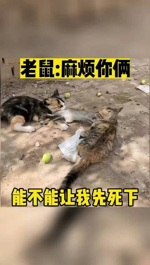 老鼠还不如让我死了算了麻烦你俩能不能让我先死一下