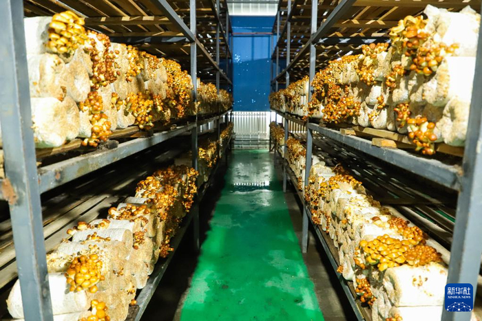 这是2022年9月25日在满归森工公司白马林场拍摄的蘑菇菌棒。新华社发（姜文宇 摄）