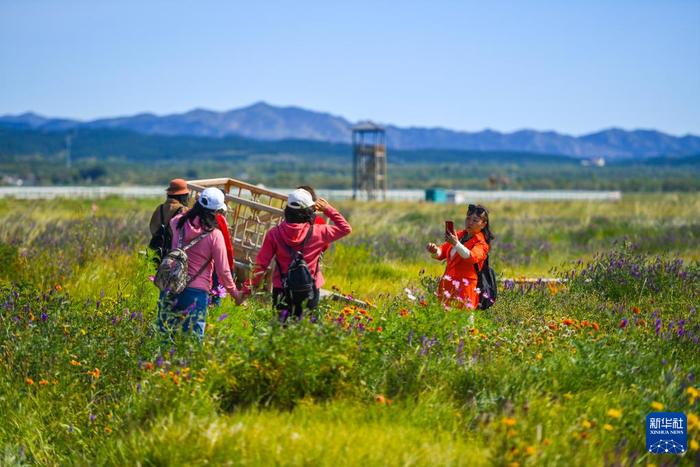 9月6日，游客在呼和浩特市东北部的阴山山脉大青山南麓的敕勒川草原游玩。位于（9月6日摄，无人机照片）。新华社记者 彭源 摄