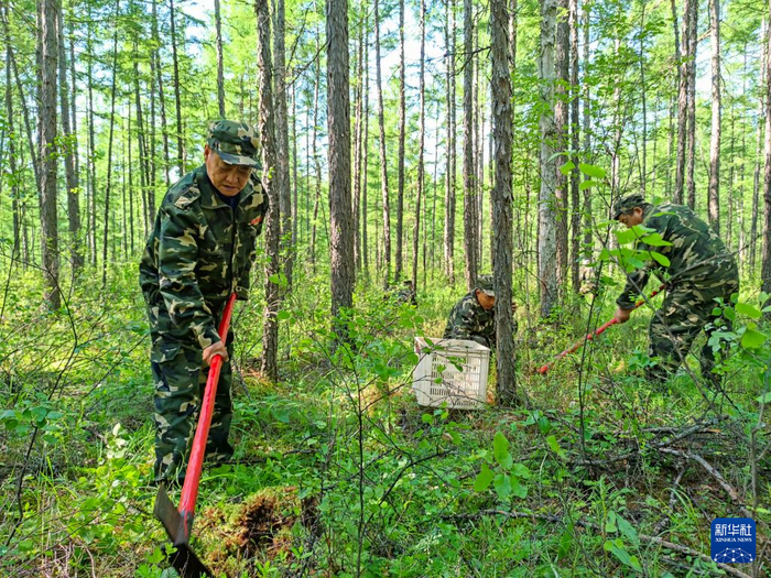2022年6月30日，林业工人在内蒙古森工集团满归森工公司北岸林场进行补植补造。新华社发（郭启明 摄）