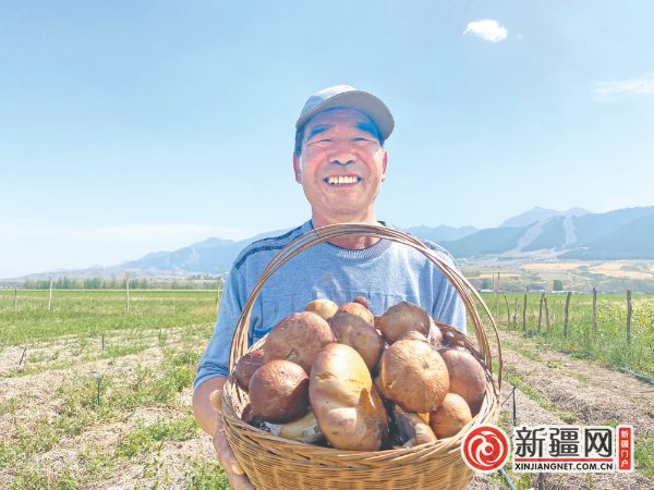 在乌鲁木齐县板房沟镇板房沟村，种植户刚采摘的赤松茸。（全媒体记者郭军鸽 通讯员孙全龙摄）