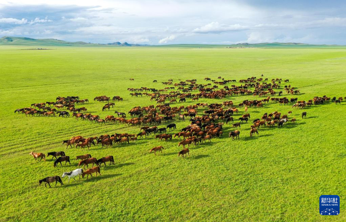 马群在内蒙古草原上奔跑（无人机照片）。新华社记者 连振 摄