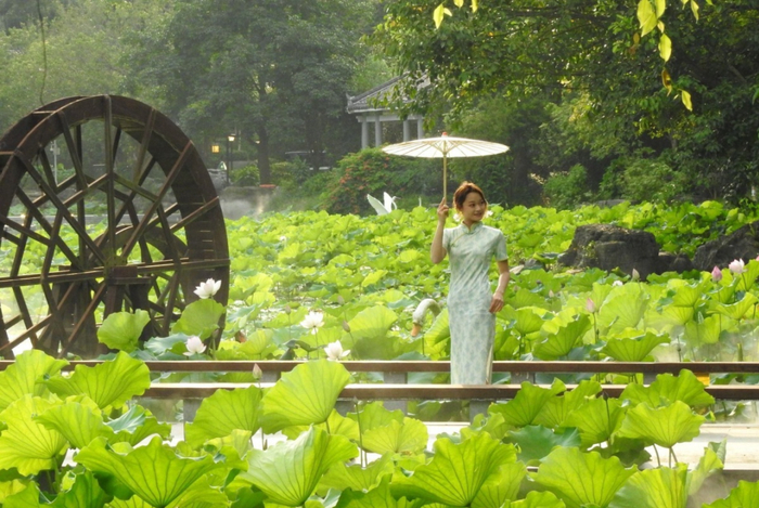 南宁青秀山水生花卉园林景观。图源：南宁晚报