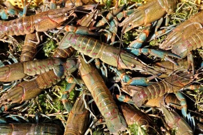 吴志友池塘里养殖的澳洲淡水龙虾长势良好。麦盖提县融媒体中心供图