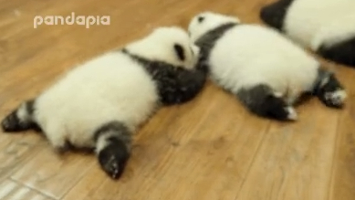 △左“和雨”右“和风”小时候 双腿都有白毛 但不一样