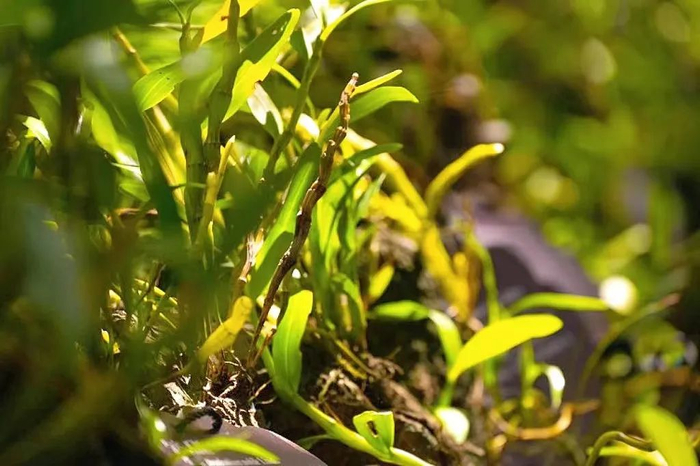 阳光下的施茶村石斛。环球网记者 舒乙桁 摄