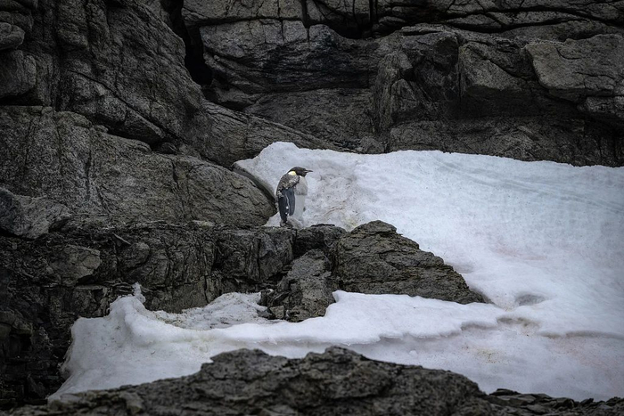 当地时间2023年2月18日，南极洲，一只帝企鹅在马蹄岛上。图/视觉中国