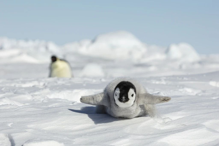 南极洲，一只6周大的帝企鹅享受在冰上玩耍的时光，用肚皮向摄影师Natalia Del Rio方向滑行。图/视觉中国