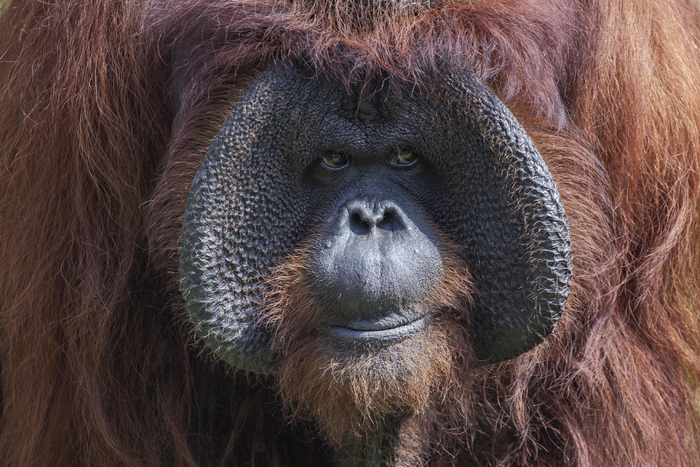 巴厘岛动物园的婆罗洲猩猩迎来46岁生日|巴厘岛|婆罗洲|印度尼西亚