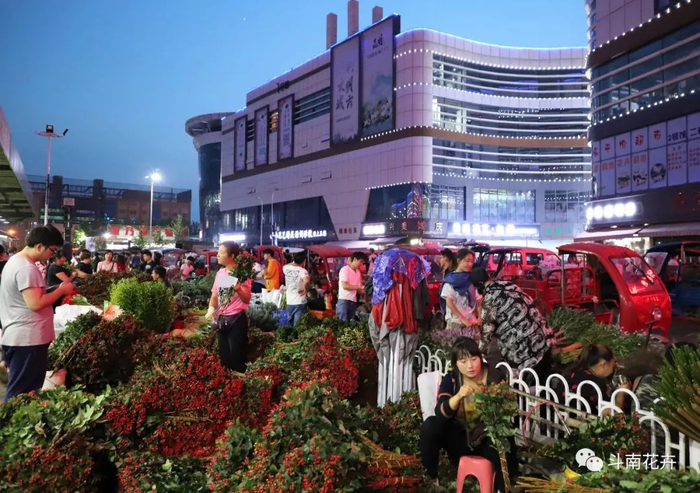 ◎图片来源：斗南花卉