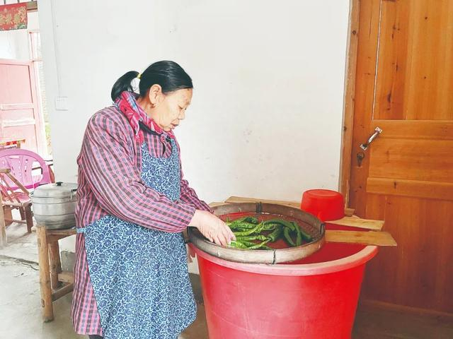 吴桂英老人正在择青椒，她现在每月可以领取184元养老金。农民日报·中国农网记者 刘杰 摄