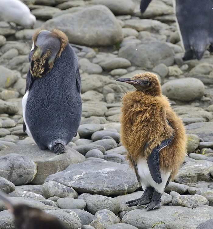 南乔治亚岛，换毛时期的帝企鹅。图/视觉中国