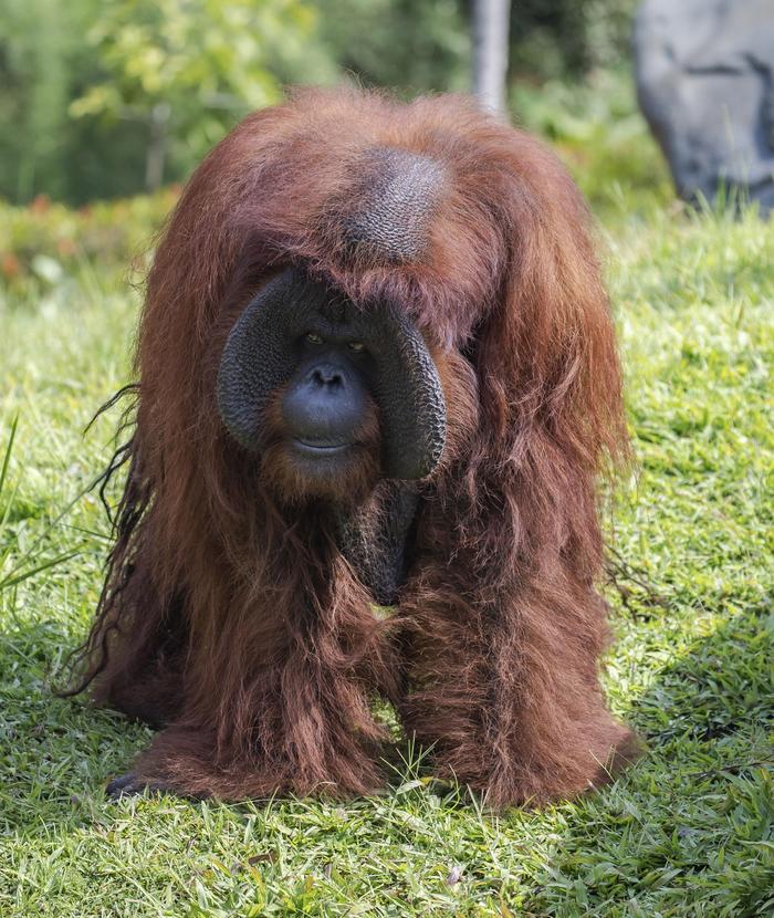 巴厘岛动物园的婆罗洲猩猩迎来46岁生日