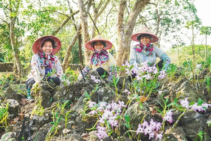 海口市秀英区石山镇施茶村，村民在火山石斛园里养护金钗石斛。海南日报记者 武威 摄